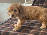 archie, a male Cavapoo for sale in Fennimore, WI – Photo 5 of 10