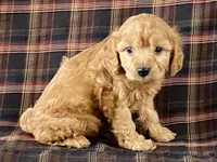 archie, a male Cavapoo for sale in Fennimore, WI – Photo 9 of 10