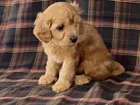 archie, a male Cavapoo for sale in Fennimore, WI – Photo 8 of 10