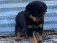Groucho, a male Rottweiler for sale in Fennimore, WI – 6 of 10