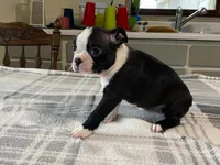 Daisy, a female Boston Terrier for sale in Fennimore, WI – 4 of 10