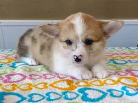 Pearl, a female Pembroke Welsh Corgi for sale in Fennimore, WI – 3 of 10