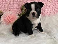 Benji, a male Boston Terrier for sale in Fennimore, WI – 9 of 10