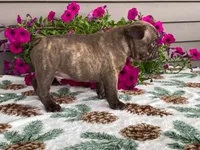 Spike, a male French Bulldog for sale in Fennimore, WI – 4 of 10