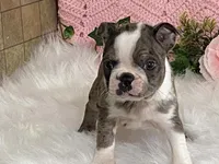 Barbie, a female Boston Terrier for sale in Fennimore, WI – 4 of 10