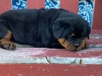 Fido, a male Rottweiler for sale in Fennimore, WI – 9 of 10