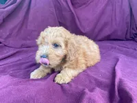 Goldy, a female Goldendoodle for sale in Fennimore, WI – 6 of 10