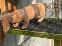 Jed, a male Dachshund for sale in Fennimore, WI – 10 of 10