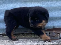 Taffy, a female Rottweiler for sale in Fennimore, WI – 9 of 10