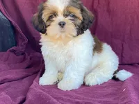 Billy, a male Shih Tzu for sale in Fennimore, WI – 7 of 10