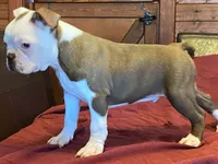 fido, a male Boston Terrier for sale in Fennimore, WI – 4 of 10