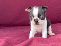 Lucy, a female Boston Terrier for sale in Fennimore, WI – 4 of 8