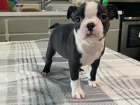 Daisy, a female Boston Terrier for sale in Fennimore, WI – 6 of 10