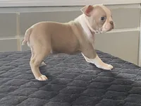 Rosie, a female Boston Terrier for sale in Fennimore, WI – Photo 8 of 10