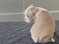 Rosie, a female Boston Terrier for sale in Fennimore, WI – Photo 3 of 10