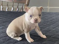 Rosie, a female Boston Terrier for sale in Fennimore, WI – Photo 7 of 10