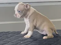 Rosie, a female Boston Terrier for sale in Fennimore, WI – Photo 4 of 10