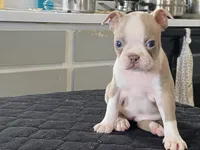 Rosie, a female Boston Terrier for sale in Fennimore, WI – Photo 9 of 10