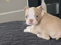 Rosie, a female Boston Terrier for sale in Fennimore, WI – Photo 5 of 10