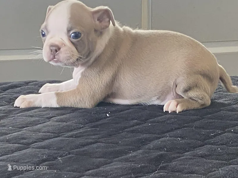 Rosie – Boston Terrier puppy for sale in Fennimore, WI