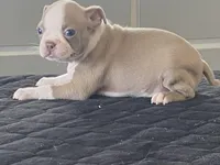 Rosie, a female Boston Terrier for sale in Fennimore, WI – Photo 1 of 10