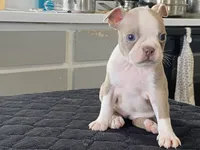 Rosie, a female Boston Terrier for sale in Fennimore, WI – Photo 10 of 10