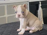 Rosie, a female Boston Terrier for sale in Fennimore, WI – Photo 6 of 10