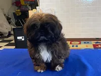 Ribbins, a female Shih Tzu for sale in Fennimore, WI – 2 of 10