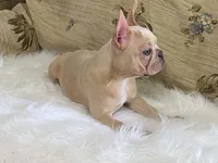 Zasha, a female Frenchton for sale in Fennimore, WI – 5 of 9