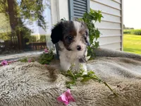 Rusty, a male Cavapoo for sale in Fennimore, WI – 4 of 10