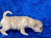 Stumpy, a male French Bulldog and Pug for sale in Fennimore, WI – Photo 6 of 10
