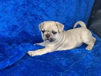 Stumpy, a male French Bulldog and Pug for sale in Fennimore, WI – Photo 10 of 10