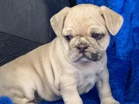 Stumpy, a male French Bulldog and Pug for sale in Fennimore, WI – Photo 1 of 10