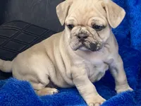 Stumpy, a male French Bulldog and Pug for sale in Fennimore, WI – Photo 2 of 10