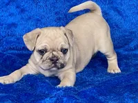 Stumpy, a male French Bulldog and Pug for sale in Fennimore, WI – Photo 7 of 10