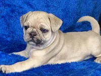 Stumpy, a male French Bulldog and Pug for sale in Fennimore, WI – Photo 9 of 10
