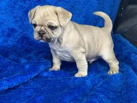 Stumpy, a male French Bulldog and Pug for sale in Fennimore, WI – Photo 8 of 10