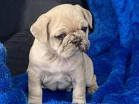 Stumpy, a male French Bulldog and Pug for sale in Fennimore, WI – Photo 3 of 10