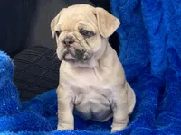 Stumpy, a male French Bulldog and Pug for sale in Fennimore, WI – Photo 4 of 10