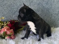 Potsy, a male Frenchton for sale in Fennimore, WI – 10 of 10