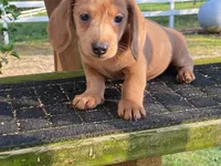 Jed, a male Dachshund for sale in Fennimore, WI – 5 of 10