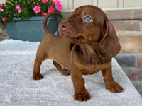 Reeses, a male Dachshund for sale in Fennimore, WI – 7 of 10