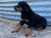 Sassy, a female Rottweiler for sale in Fennimore, WI – 7 of 9