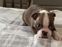 Choco, a male Boston Terrier for sale in Fennimore, WI – 9 of 9
