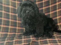 King, a male Cavalier King Charles Spaniel and Shih Tzu for sale in Fennimore, WI – 4 of 7
