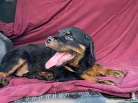 Groucho, a male Rottweiler for sale in Fennimore, WI – 5 of 9