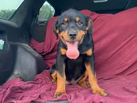 Sassy, a female Rottweiler for sale in Fennimore, WI – 6 of 7