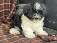 Lex, a male Bichon Frise and Shih Tzu for sale in Fennimore, WI – 5 of 10