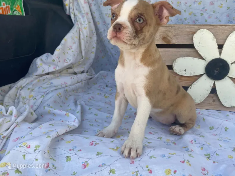 Dottie – Boston Terrier, Fox Terrier puppy for sale in Fennimore, WI