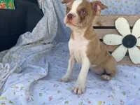 Dottie, a female Boston Terrier and Fox Terrier for sale in Fennimore, WI – 1 of 7